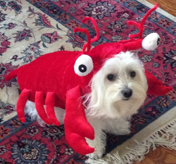 TUCKER & ACE Medium Red Lobster Dog Costume