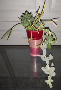 tall striped succulent Multi Succulent Plants in Pink & Red Striped Tall Vase – The DARRling Garage