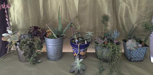 Succulent Plants (READ DETAILS)