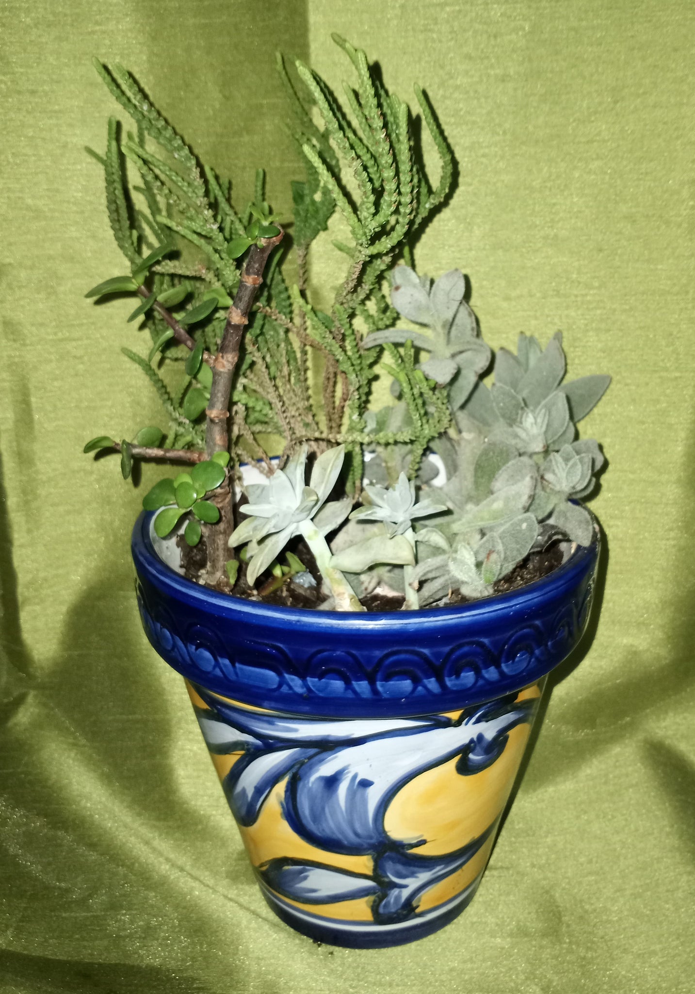 Blue & Gold Succulent Potted Plant (READ DETAILS)