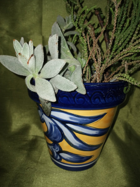Blue & Gold Succulent Potted Plant (READ DETAILS)