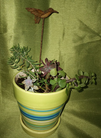 Striped Potted Succulent Plant w/ Four Succulents (READ DETAILS)