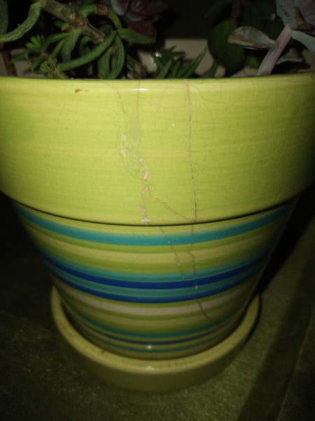 Striped Potted Succulent Plant w/ Four Succulents (READ DETAILS)