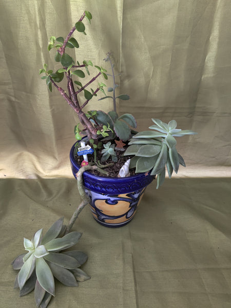 Succulent Plants (READ DETAILS)